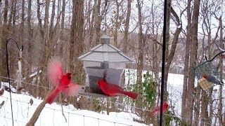 Winter Birds' Feeding Frenzy (Cats LOVE It!)