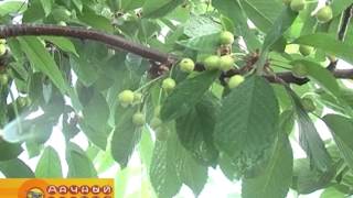 Как вырастить черешню в средней полосе?