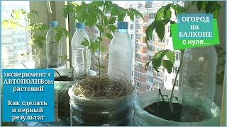 ФИТИЛЬНЫЙ и КАПЕЛЬНЫЙ полив Эксперимент  #ОГОРОД НА БАЛКОНЕ С НУЛЯ
