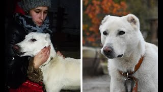 Женщина узнала, что бывший бросил их пса. Неравнодушные помогли им воссоединиться!
