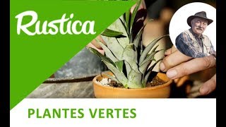 Bouturer une tête d’un ananas