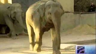 სპილოს დაბადების დღე / Elephant birthday party in Tbilisi zoo