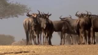 LA PELIGROSA MIGRACION ANIMAL   Africa Salvaje   DOCUMENTAL DE LEONES   Animales salvajes