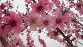 Выращиваем персик из косточки