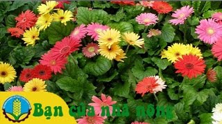 Mô hình, kỹ thuật trồng và chăm sóc hoa cúc đồng tiền cho ngày tết