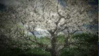 NHK Taiga Drama[Yae no Sakura main theme]