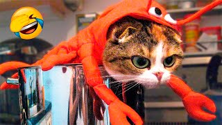 Funniest Animals 2023 - Funny Dogs And Cats Videos