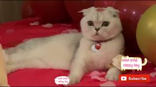 Funny and Cute Animals Pets Videos Compilation 2020 | Funniest Dogs and Cats???