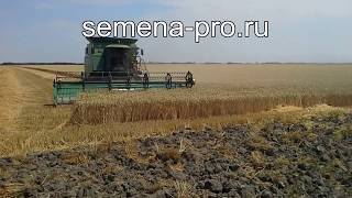 Уборка канадской озимой пшеницы