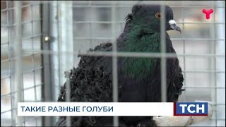 ТАКИЕ РАЗНЫЕ ГОЛУБИ. ВЫСТАВКА В ТЮМЕНИ