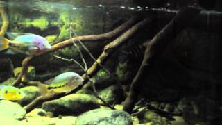 Central American cichlids (overview)