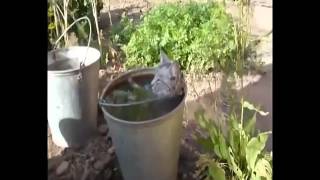 Ржака. Кот отдыхает в своем бассейне. Кот купается.