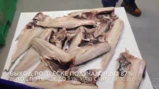CHSF 1 филетировка рыбы пикша