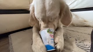 Ms.Alya Golden licks the jar of sour cream. Аля вылизывает банку сметаны.