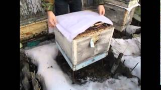 работы с пчелами в марте - часть 1