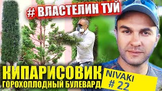 Кипарисовик горохоплодный «Булевард» Ниваки/Nivaki Chamaecyparis pisifera Boulevard