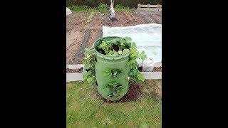 DIY: réalisation d'un support pour fraisier en bidon recyclé