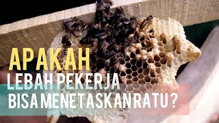 Ratu Lebah Madu Menetas di Sisir Sarang Lebah Pekerja