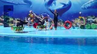 Дельфинарий "Оскар" Кирилловка 2012