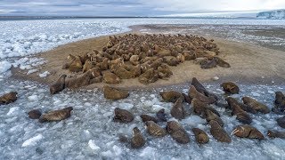 Моржи Земли Франца-Иосифа. НП "Русская Арктика"