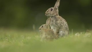 Евгений Чарушин  Про зайчат