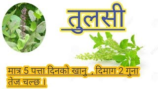 तुलसीको महाबुटी Health benifits of tulsi-nepali health tips