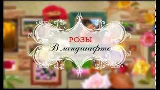 Посадка роз и организация розария. Розовое настроение. Выпуск 6