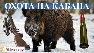 Охота на кабана! УВЛЕКАТЕЛЬНЫЙ обзор - Videoohota