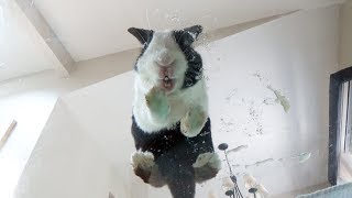 Rabbit eating apple sauce off glass table ASMR mukbang