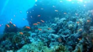 Sharmageddon - a short film about scuba diving in the Red Sea