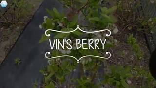 2019 빈블루베리 농장 이쁜 베리꽃 소개합니다 , 무농약, 친환경, blueberry