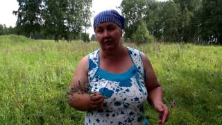 СИНЕГОЛОВНИК ПОЛЕВОЙ || Полезные свойства и применение