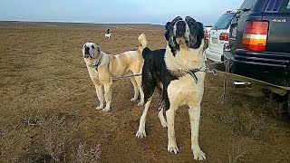 Туркменистан Турнир! обзор наших собак Алабай САО Turkmenistan Dogs Alabai Central Asian Work Dogs