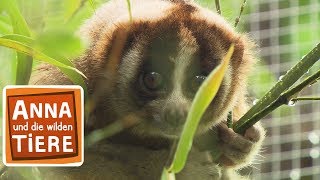 Die Feueraugen der Plumploris (Doku) | Reportage für Kinder | Anna und die wilden Tiere