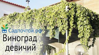 Виноград девичий пятилисточковый, Parthenocissus quinquefolia