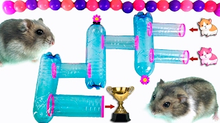 Новый лабиринт для хомяка из пластиковых бутылок