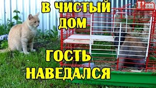 Гуляем с кроликом. Дружба кота и кролика. Как ухаживать за кроликом.