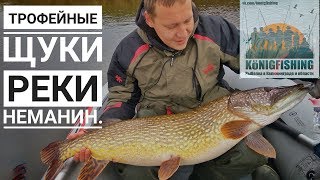 Рыбалка в Калининграде и области.Трофейные щуки реки Неманин.