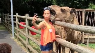 CAMELS / FERRETS / WHALES - You have NO IDEA HOW FUNNY they are!