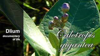 Crown flower (Calotropis gigantea)