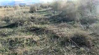 Ловля Седоголовых щеглов  29.10.2018г