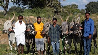 Prices of Thiru Naidu Jallikattu bulls ! Legend, Haveri Don, Hubli Sarkar at bukkasagarm