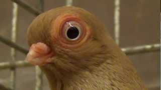 vienna short face tumbler (fancy pigeon)