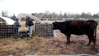 The Children Do Morning Chores On The Homestead