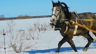 Как ПРАВИЛЬНО запрячь? ЛОШАДЬ в РУССКУЮ дуговую УПРЯЖЬ?! ЭТО НЕ ЛОШАДЬ - ЭТО❤МЕЧТА!!