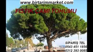 fıstıkçamı tohumu,FISTIK ÇAMI TOHUMU,FISTIKÇAMI TOHUMU,fıstık çamı tohumları,fıstık çamı tohumu fiya