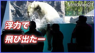 浮力で水面から飛び出る！リラのアーティスティック・スイミング Polar Bears
