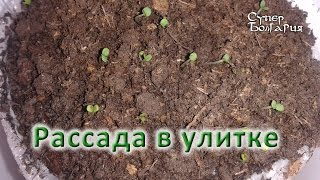 Выращивание рассады в улитке часть 2. Природное земледелие