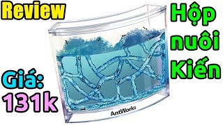 Mở hộp bộ nuôi Kiến 4D rất thú vị (Ant Works)