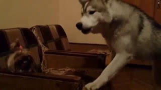 free fight Йоркширский Терьер и щенок Хаски